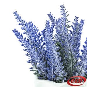 Dekorativna lavanda