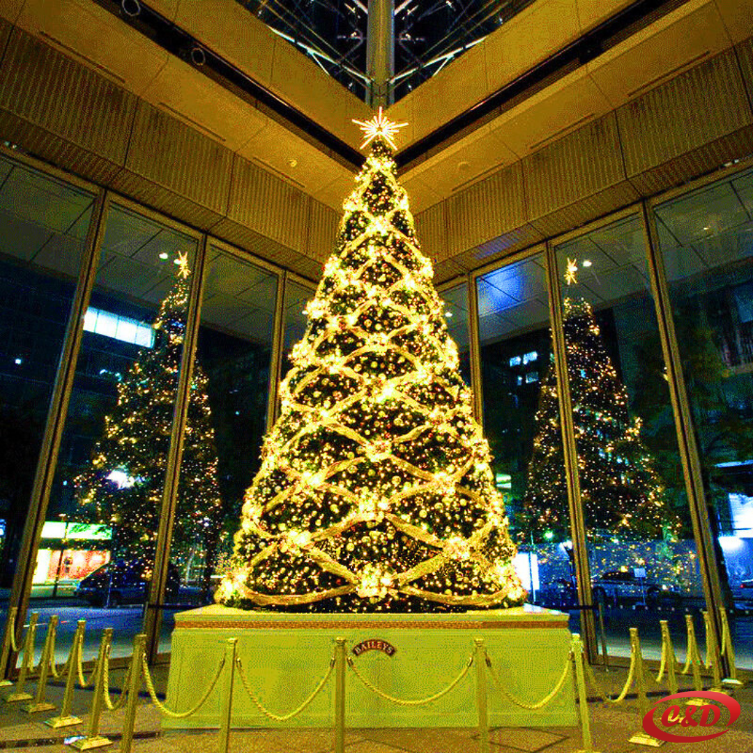 Jelka; 8 m - Slika 5